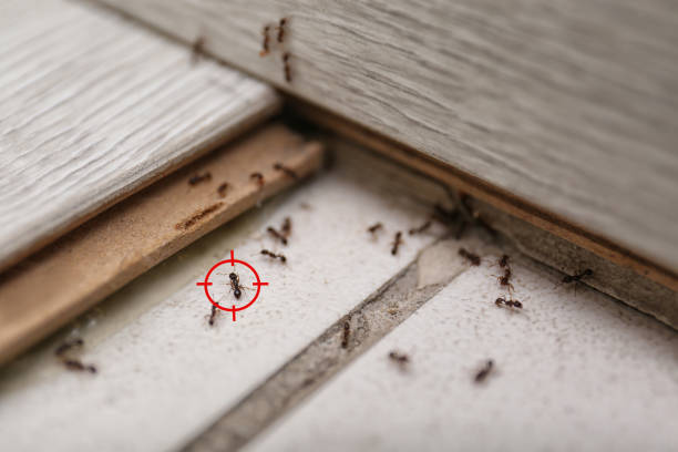 Best Rat Extermination Near Me  in Rock Creek, AL
