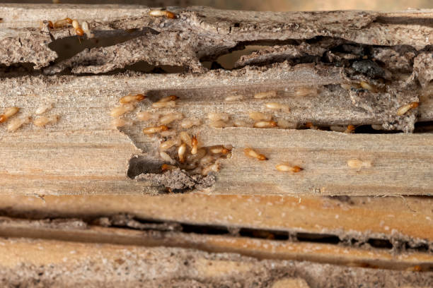 Best Ant Control Services  in Rock Creek, AL